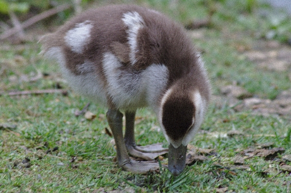 Nature bird animal wildlife Photo