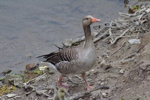 Water nature bird animal Photo