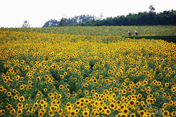 Landscape blossom plant field Photo