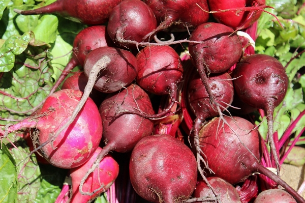 Food red harvest produce Photo