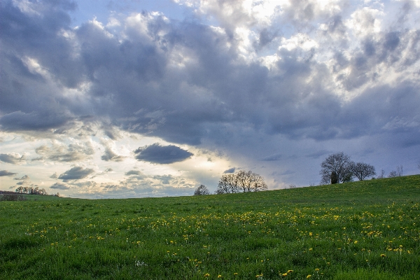 Landscape tree nature grass Photo