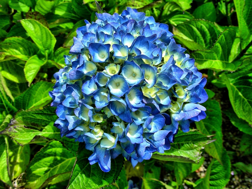 Usine fleur botanique
 jardin