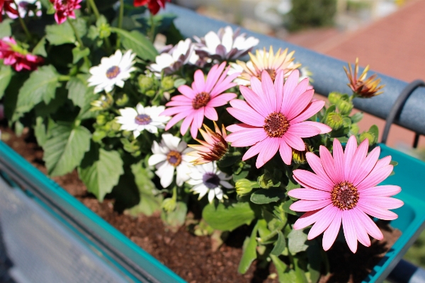 Plant flower petal daisy Photo