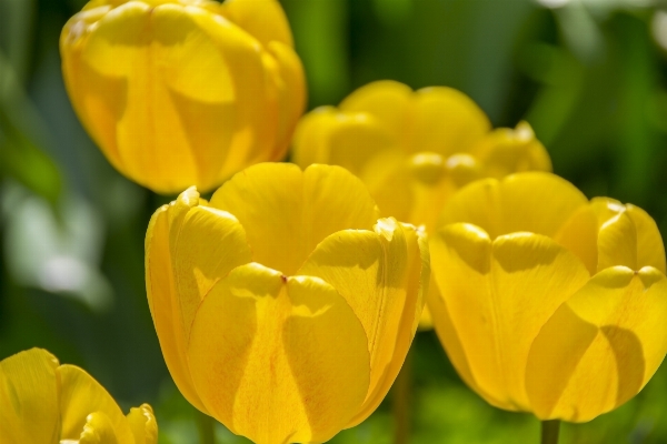 Nature grass plant flower Photo