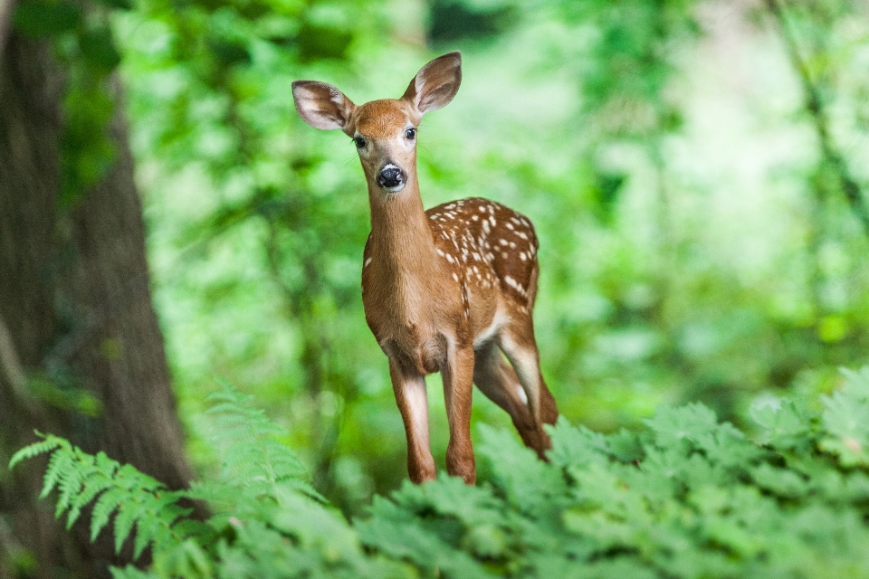 Nature forest grass animal