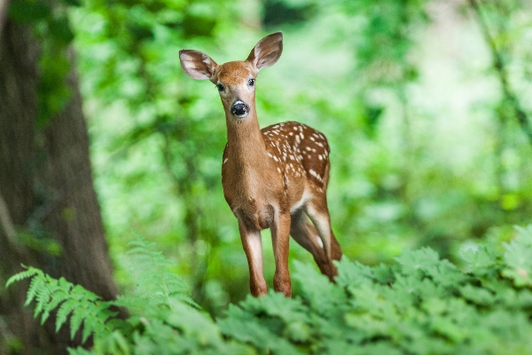 Nature forest grass animal Photo