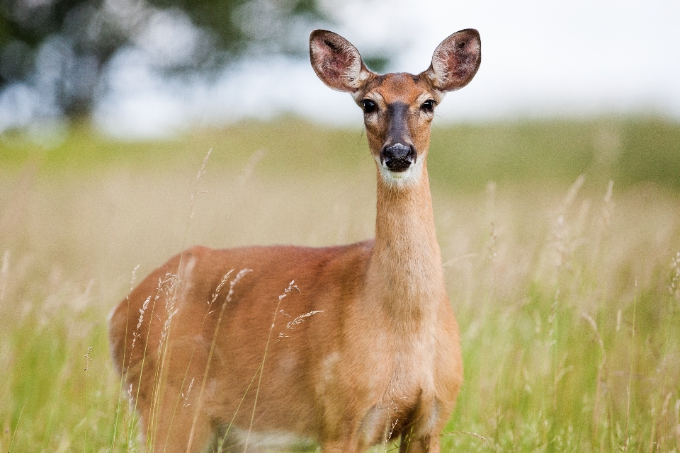 Natura trawa preria
 zwierzę