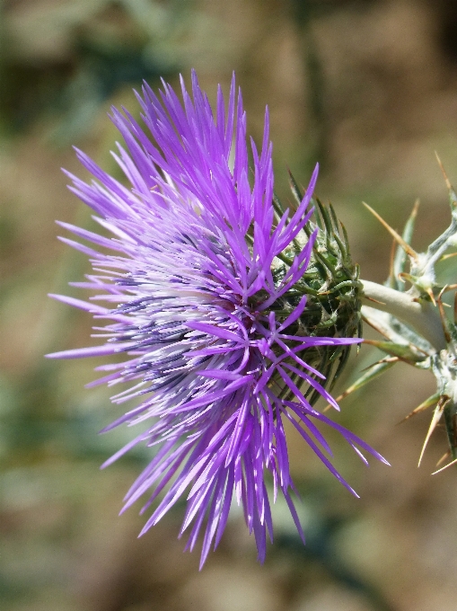 Pianta fiore petalo primavera