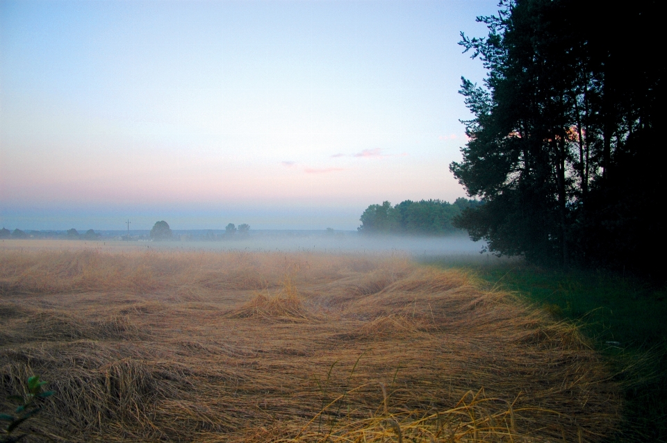 пейзаж дерево природа лес