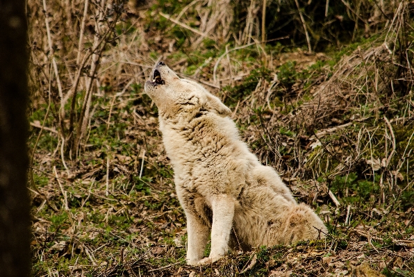 Wildlife zoo communication mammal Photo