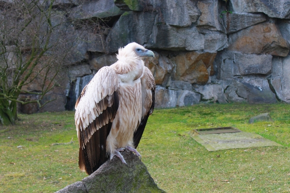 Nature bird wing animal Photo