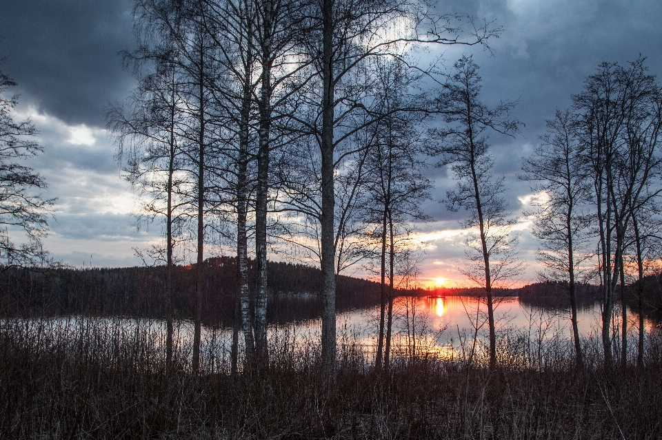 Landscape tree water nature