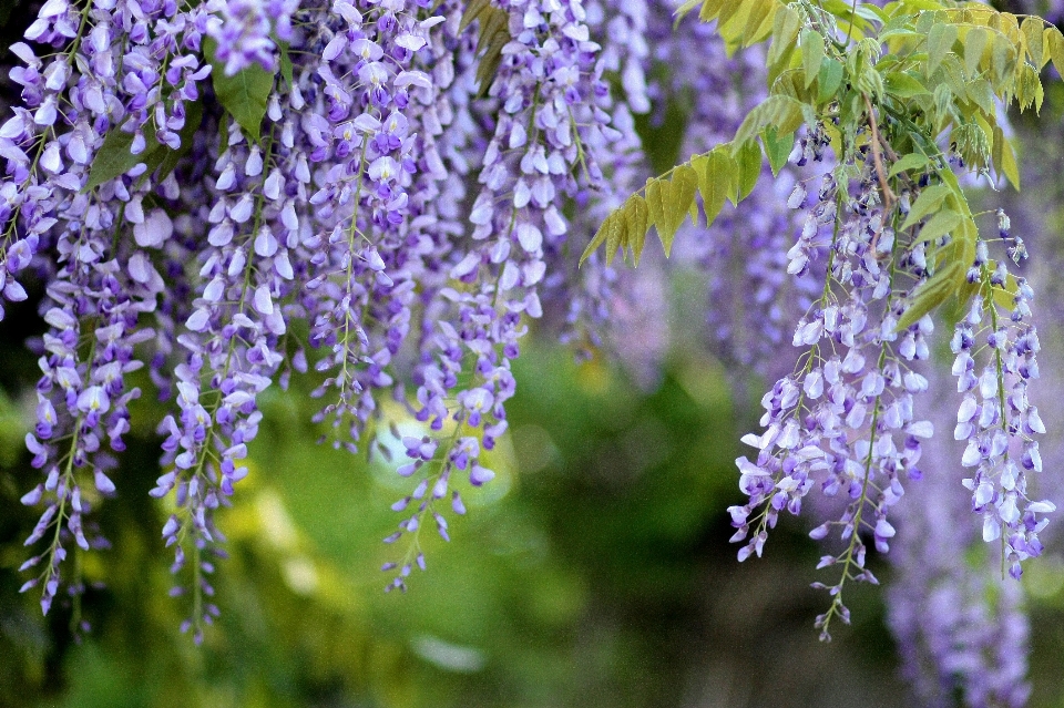 árbol naturaleza rama florecer