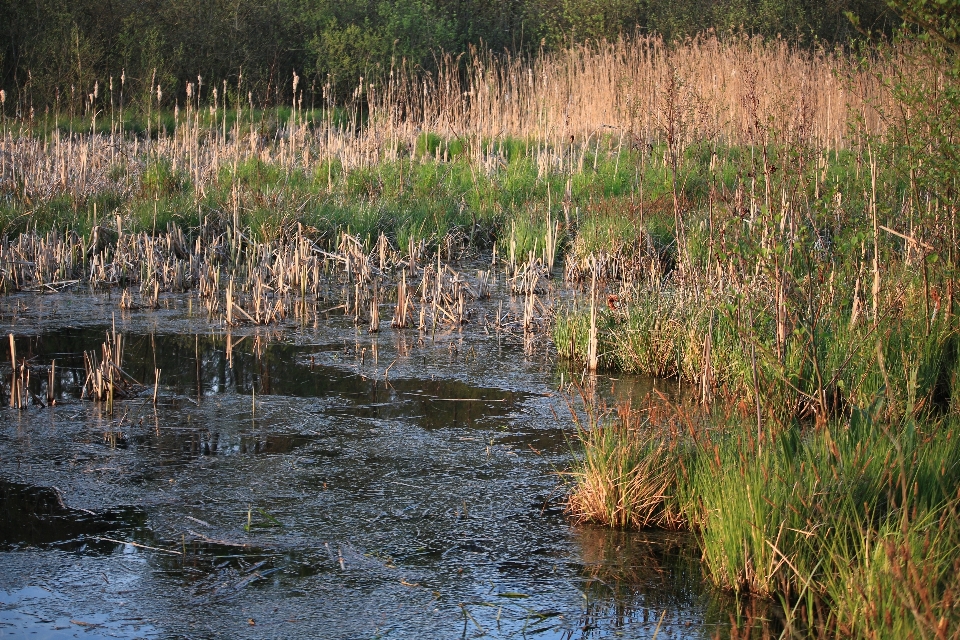 Eau nature le marais
 marécages
