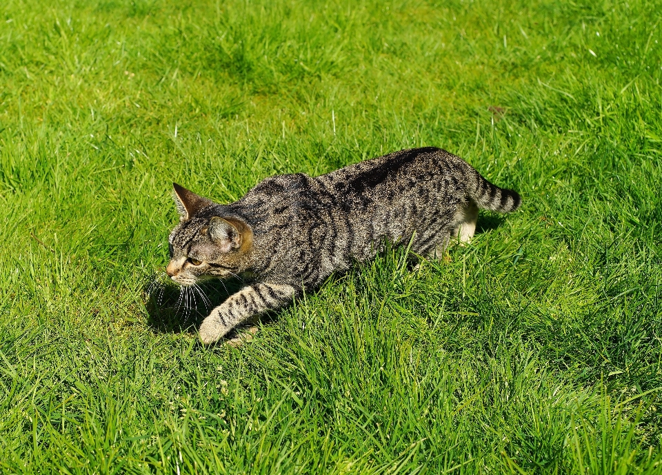 Gras sonne rasen tier