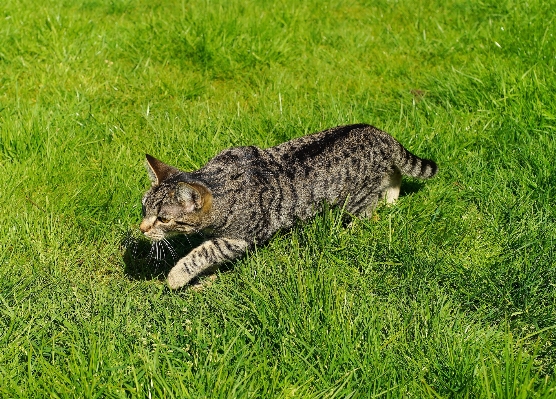 Grass sun lawn animal Photo