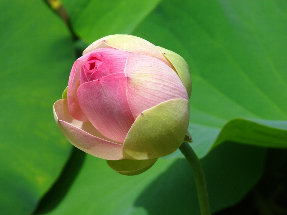 Blossom plant flower petal