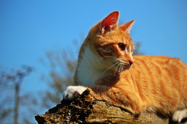 Foto Anak kucing mamalia fauna