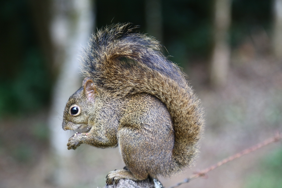 Nature forêt bois animal