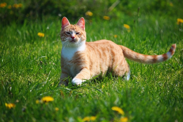 Foto Rumput halaman anak kucing