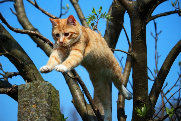 Foto Cabang margasatwa anak kucing