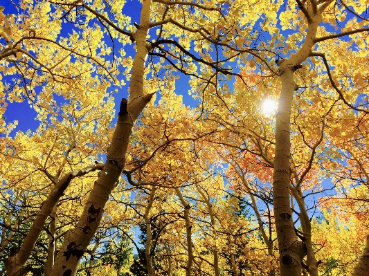 Foto Albero ramo fiore pianta