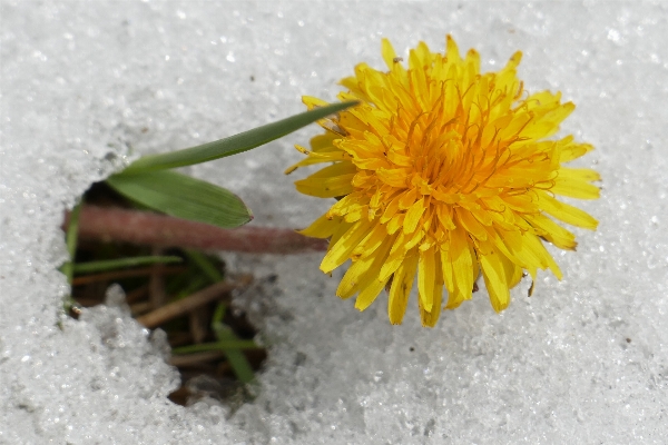 花 雪 植物 タンポポ 写真