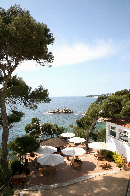 Plage mer côte arbre