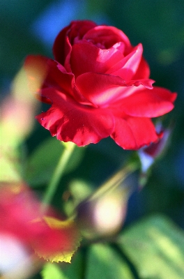 Photo Nature fleurir usine feuille