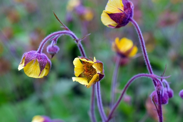 Nature plant meadow flower Photo