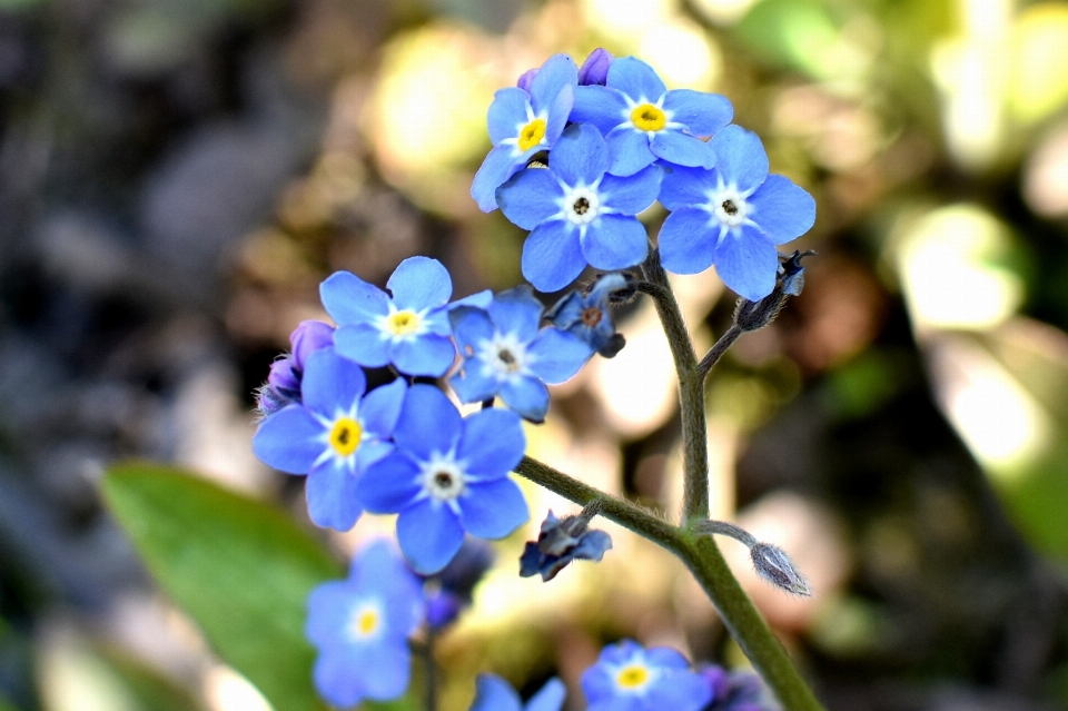 Florecer planta flor primavera