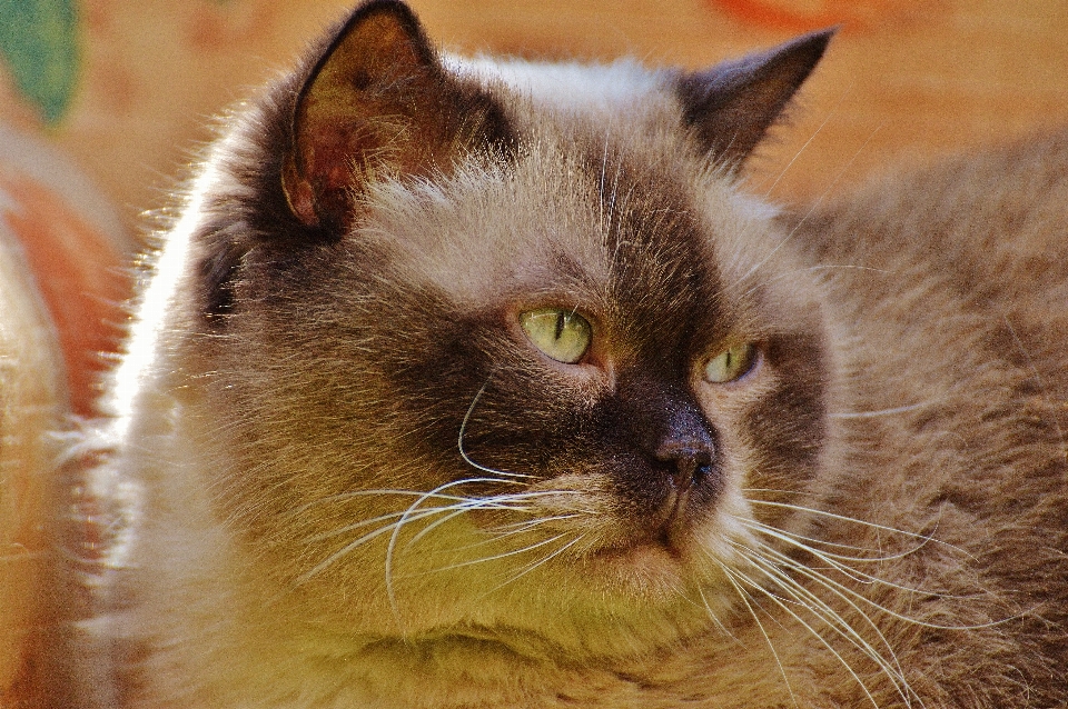 甘い かわいい 毛皮 子猫