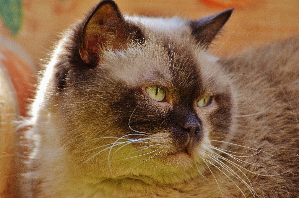 甘い かわいい 毛皮 子猫 写真