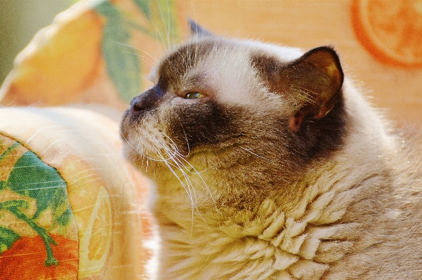 甘い かわいい 毛皮 子猫 写真