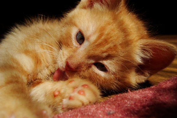 Foto Bicho de estimação gatinho gato pequeno