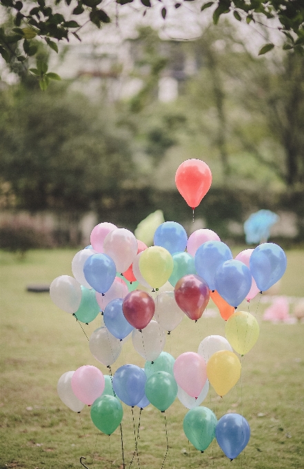 Zakład kwiat płatek balon