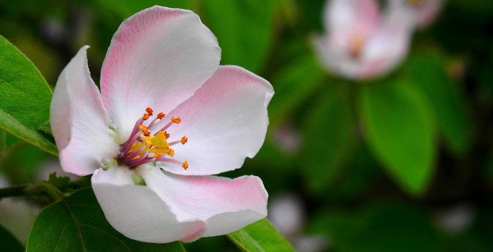 Blossom plant wood flower