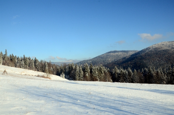 Forest mountain snow winter Photo