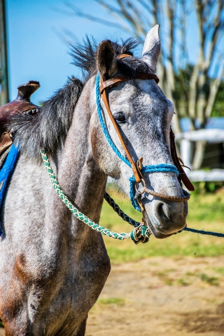 Naturaleza campo animal caballo