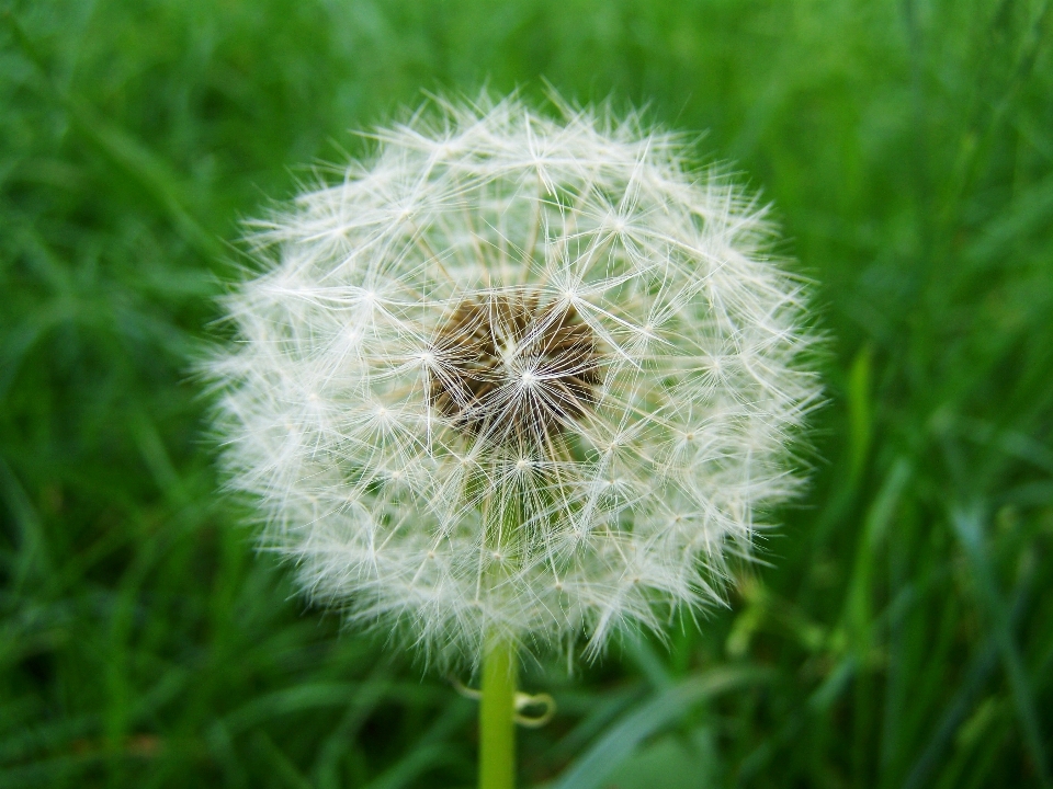 Nature grass plant field