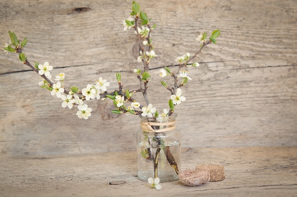 Tree branch blossom plant Photo