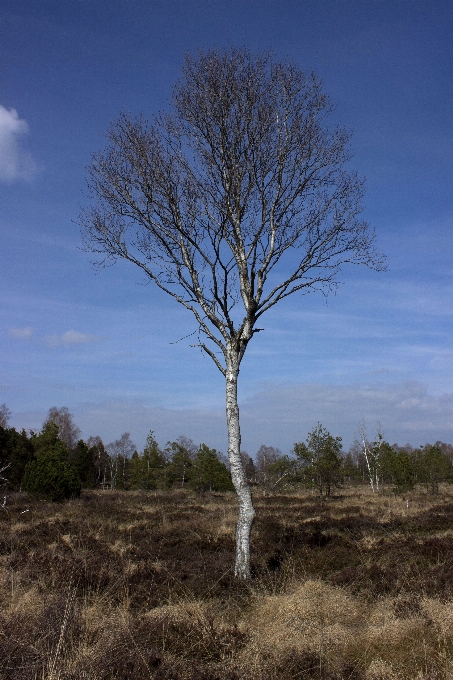 Landschaft baum natur gras