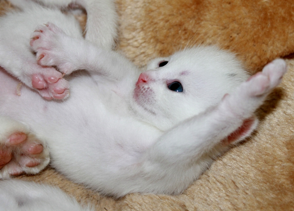 Dulce cachorro mascota gatito