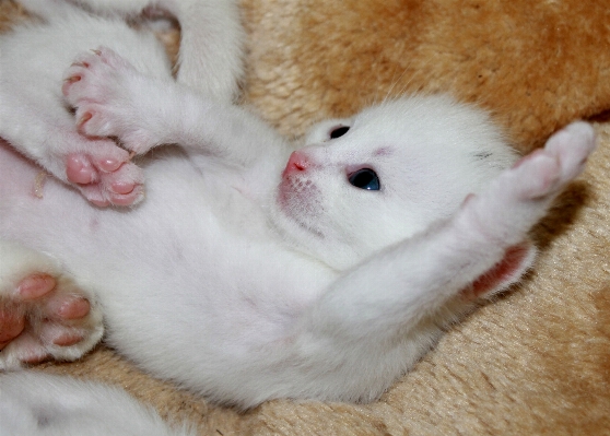 Foto Doce filhote de cachorro bicho estimação gatinho