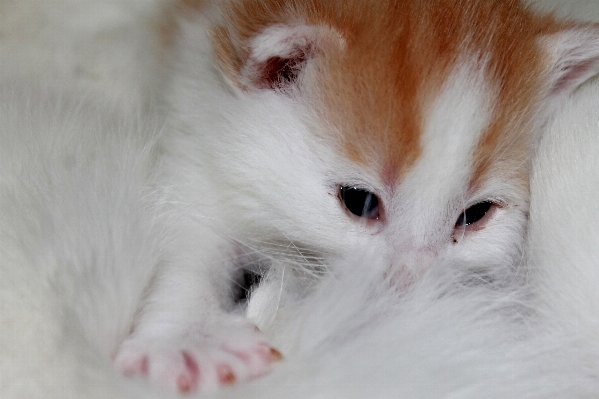 White sweet pet kitten Photo