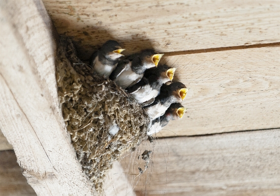 Bird animal fauna nest Photo