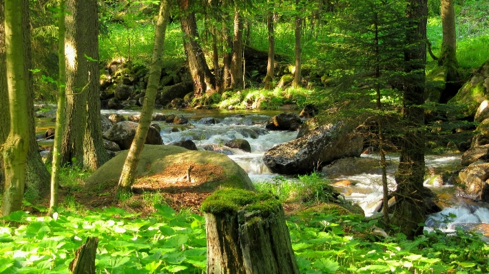 Landscape nature forest waterfall Photo