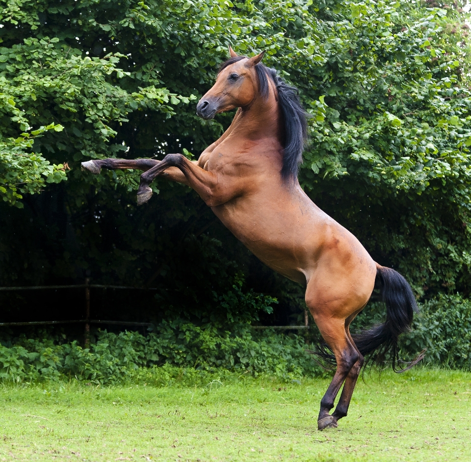 Animale cavallo mammifero stallone