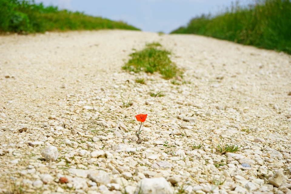 Laut alam rumput pasir