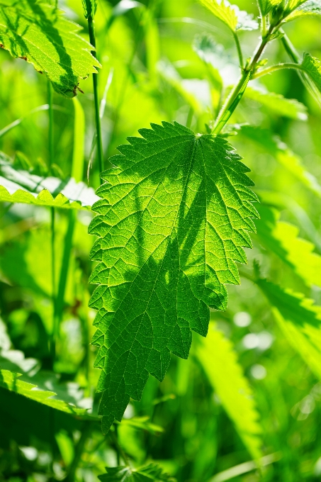 Albero ramo leggero pianta